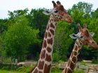 Dvur Kralove Safari & Zoo znajduje się 15 km od hotelu