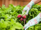 Hodowane tu warzywa są wykorzystywane do przygotowania posiłków