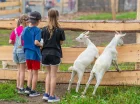 Kozy i owce są zawsze chętne do nakarmienia