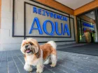 Rezydencja Aqua to apartamenty przyjazne zwierzętom w Szklarskiej Porębie