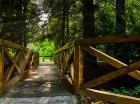 Arboretum to ogród botaniczny porośnięty drzewami i krzewami