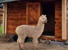Dzieci uwielbiają tutejsze minizoo