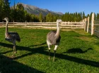 Są tu nawet strusie