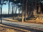 Wystarczy przejść przez sosnowy las, by znaleźć się nad brzegiem morza