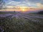Wiosną na Podhalu można szukać krokusów